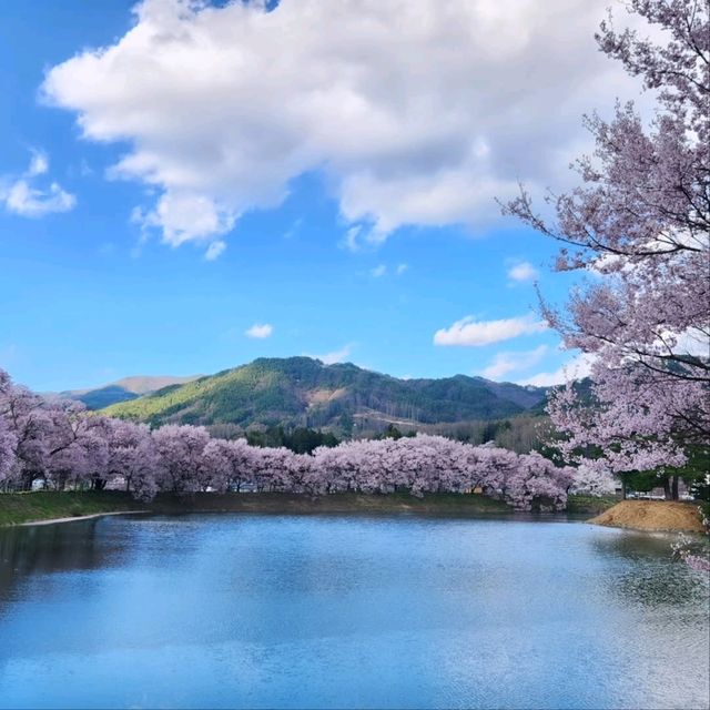 Cherry Blossoms and Riverbank Strolls Done Right