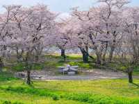 Cherry Blossom Tunnel Dreams