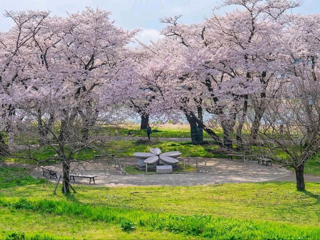 Cherry Blossom Tunnel Dreams