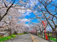 Cherry Blossom Magic Without the Crowds