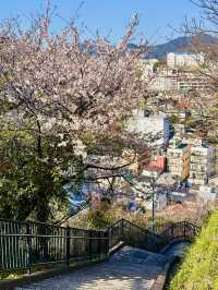 Rising Into Spring: Sakura by Sky at Glover Garden