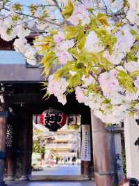 A Pocket of Poetry: Kushida Shrine’s Intimate Sakura Magic 