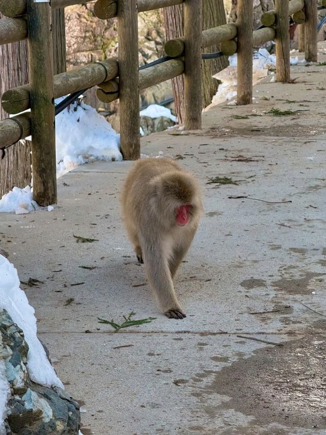 Jigokudani Yaen-Koen – Where Snow Monkeys Soak in Hot Springs