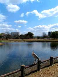 熊本著名觀光勝地 <水前寺江津湖公園>