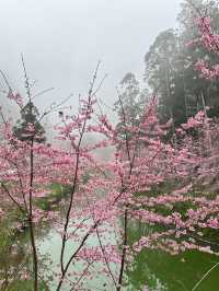 衫林溪🌲專屬櫻花河道櫻花林🌸