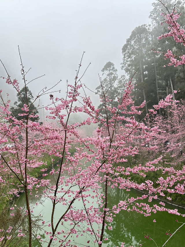 衫林溪🌲專屬櫻花河道櫻花林🌸