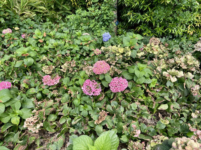 香港西九M+✨ 草坪上繽紛多彩的繡球花🪻💕