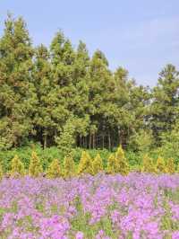 The flowers season in Jeju- Boromwat Seogwipo