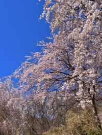 대전 벚꽃 명소 🌸