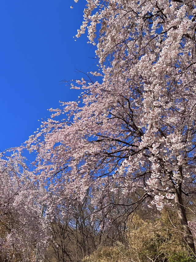 대전 벚꽃 명소 🌸