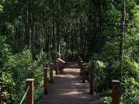 Taiping | Mangrove Forest