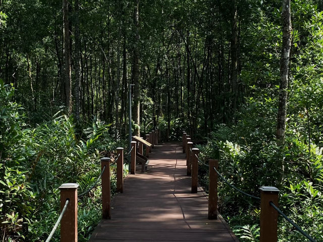Taiping | Mangrove Forest