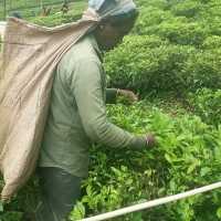 CEYLON TEA HISTORY 