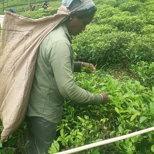 CEYLON TEA HISTORY 