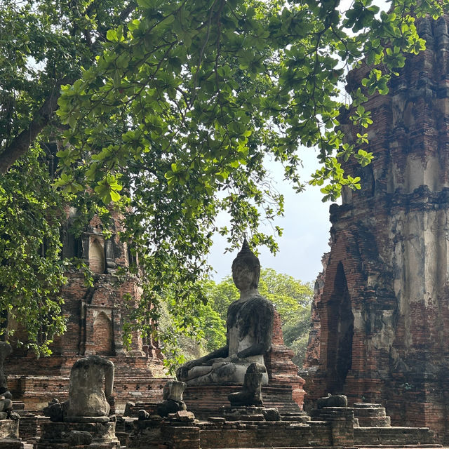 【アユタヤ🇹🇭】バンコクから90分！自然と歴史を感じる旅🌳