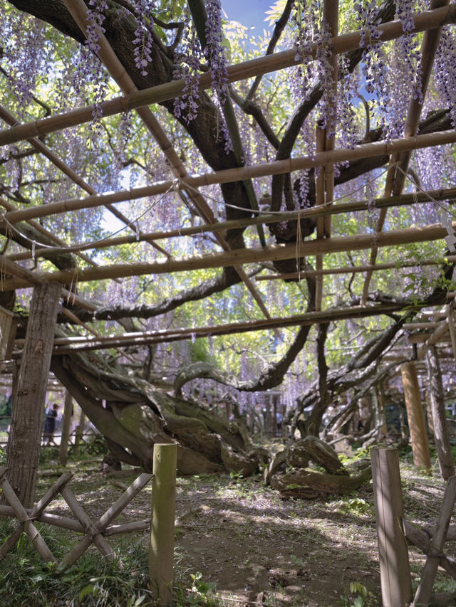 【行く前にこれ見て】樹齢1200年の藤が織りなす神秘的な世界💜✨※観光攻略情報付き