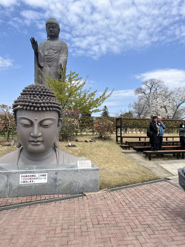 🌸【佛光與櫻影的交會】牛久大佛春日巡禮—一場身心靈共鳴的靜心旅行