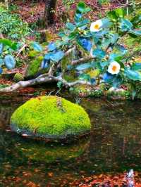 Sanzen-in – A Hidden Temple Garden in the Hills of Ohara