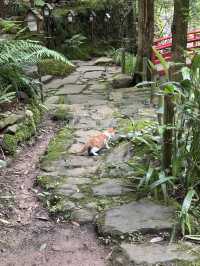 Where to Stay for Peace and Quiet Near Qingcheng Mountain