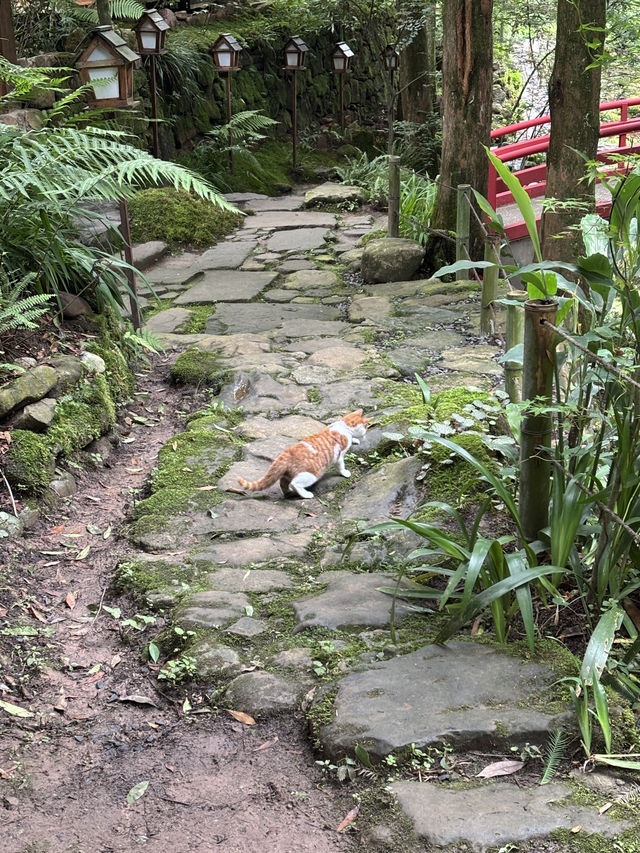 Where to Stay for Peace and Quiet Near Qingcheng Mountain