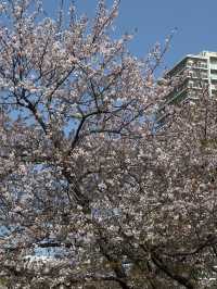  東京木場區購物攻略｜實用與特色伴手禮精選