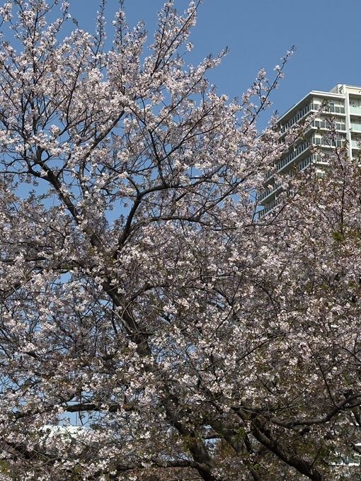  東京木場區購物攻略｜實用與特色伴手禮精選