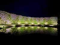 สวนดอกไม้ ตระการตา ใกล้โตเกียว