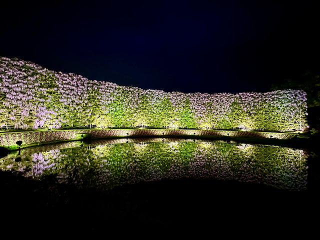 สวนดอกไม้ ตระการตา ใกล้โตเกียว