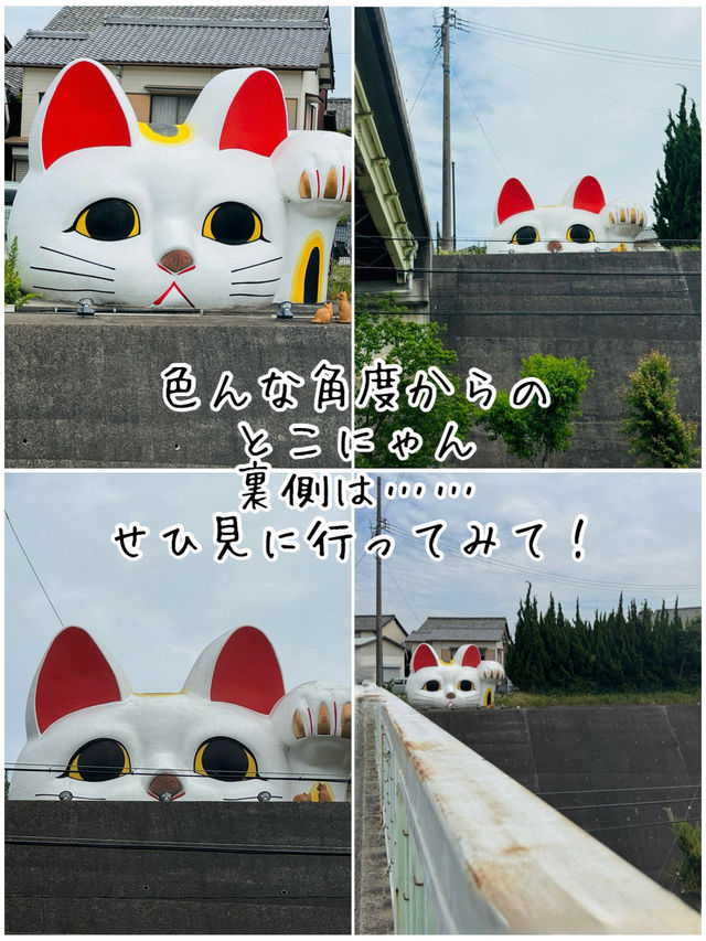 常滑市のとこにゃんに会いに行こう！