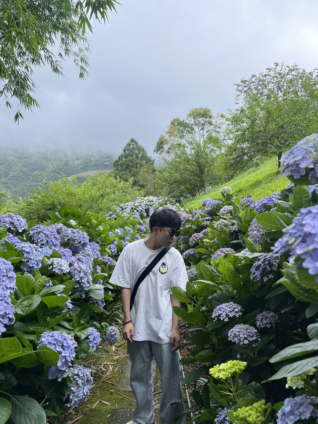 🌺【台東隱藏版花海】民宿老闆私推！5-6月限定「青山農場」繡球花仙境💐