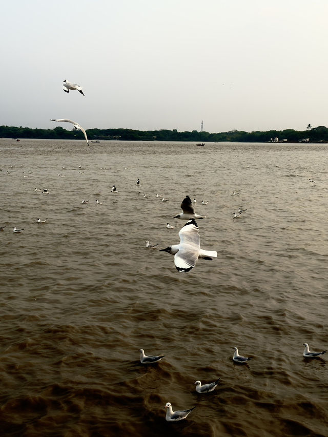 🌇 Chasing Sunsets & Feeding Birds at Botataung Jetty