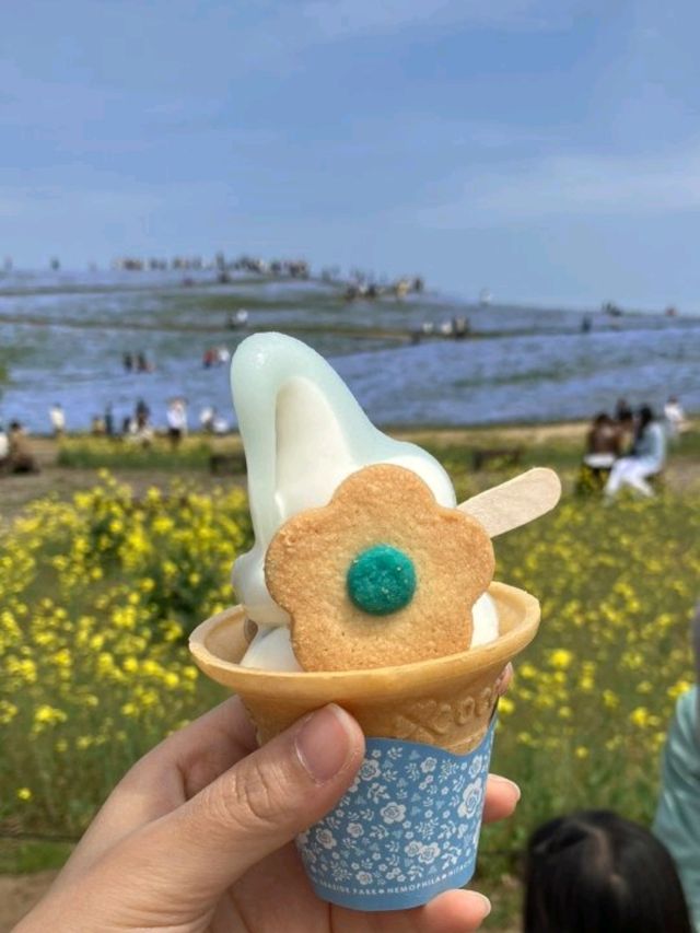 【茨城県】国営ひたち海浜公園　ネモフィラ