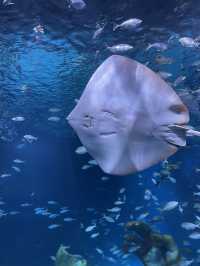 Aquaria Phuket 💙  ประสบการณ์ดีดี 