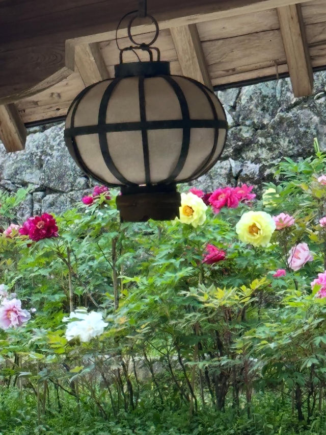 🏯【奈良・長谷寺】四季と心を映す、花と祈りの聖地