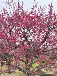 🌸 สวนต้นท้อ (Osaka Castle Plum Grove) 🌸