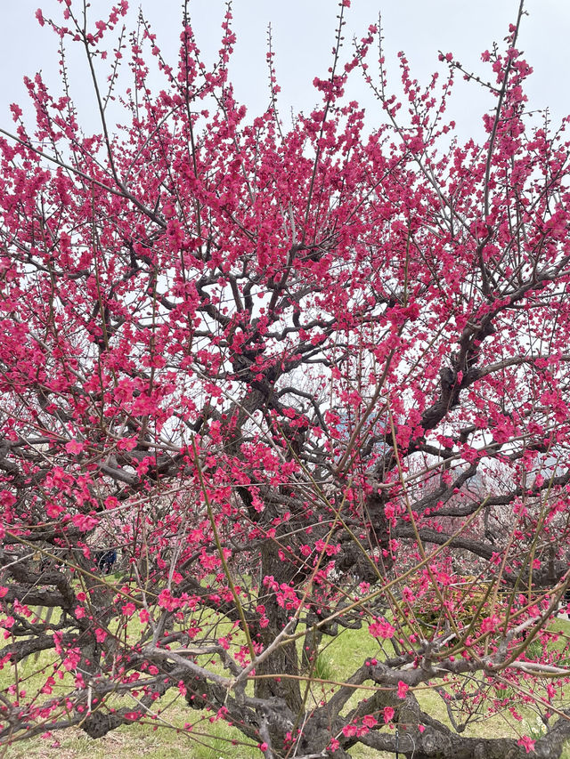 🌸 สวนต้นท้อ (Osaka Castle Plum Grove) 🌸