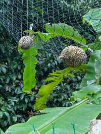 Hiking to Penang’s Hidden Glass House — With a Durian Surprise 
