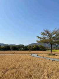 清遠最美的民宿🌾三禾稻里 感受禾田氣息