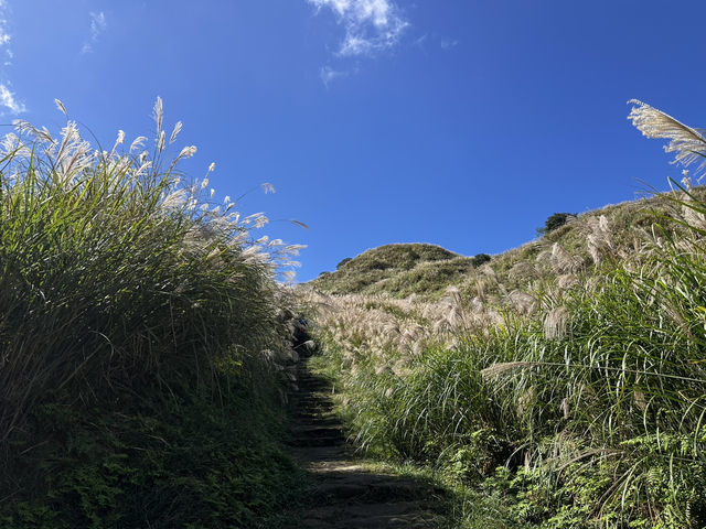秋芒。金包里大道（魚路古道）