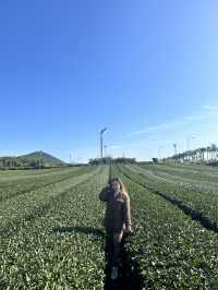 Jeju’s Innisfree Café & Green Tea Fields – A Dreamy Stop for Beauty Lovers and Nature Seekers