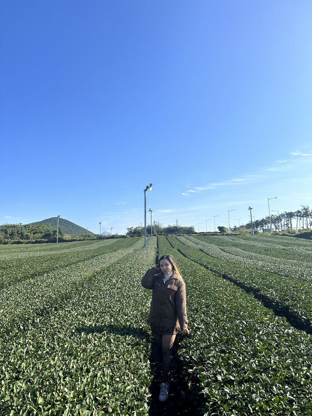 Jeju’s Innisfree Café & Green Tea Fields – A Dreamy Stop for Beauty Lovers and Nature Seekers