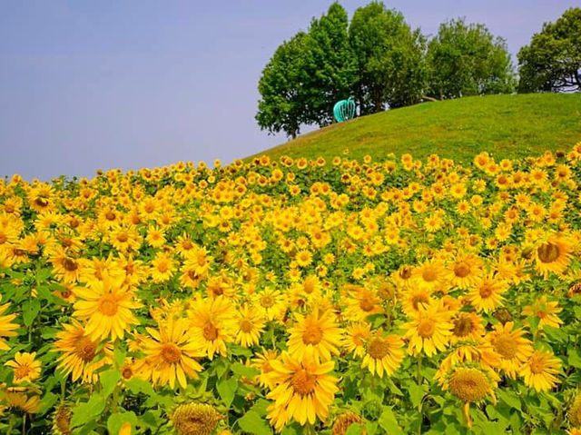 台中后里環保公園賞向日葵