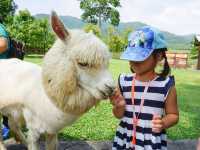 Alpaca Hill อ. สวนผึ้ง จ. ราชบุรี