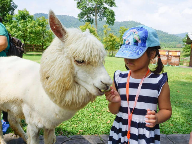 Alpaca Hill อ. สวนผึ้ง จ. ราชบุรี