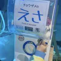 海の中にある珍しい水族館が楽しい！