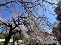 🌸城市中的綠色奇蹟！《新宿御苑》四季皆美的東京祕密花園，賞櫻、避暑、療癒心靈一次到位🍁🌿 