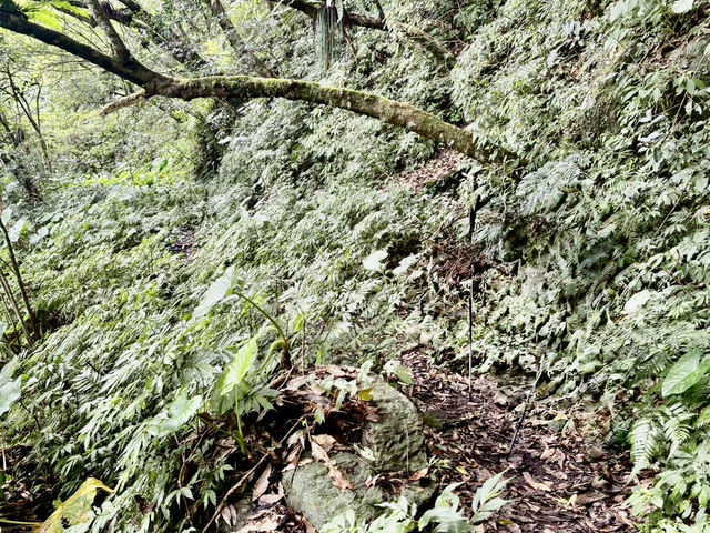 烏來西坑林道～好走又人少；夏天玩水的小秘境