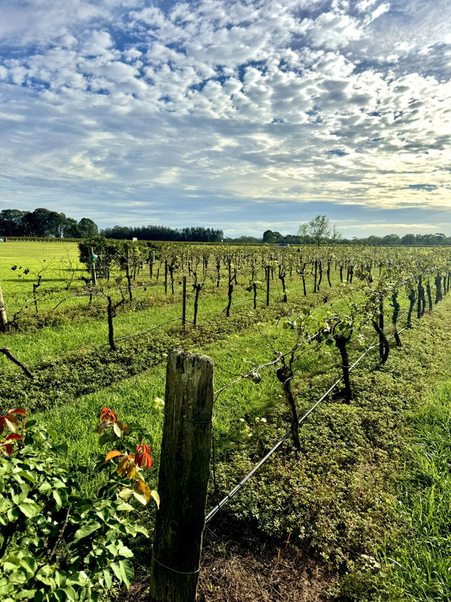 🍇🦘 2D1N Weekend Trip to Hunter Valley – Wine, Views & Balloon Dreams 🎈🍫