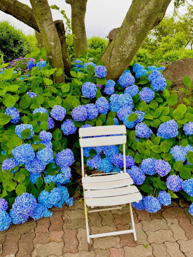 走進濟州：繡球花海仙景大爆發🫧