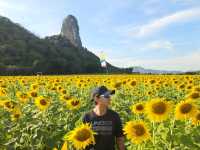 ทุ่งทานตะวัน  ลพบุรี